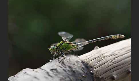 Grüne Keiljungfer (Ophiogomphus cecilia)