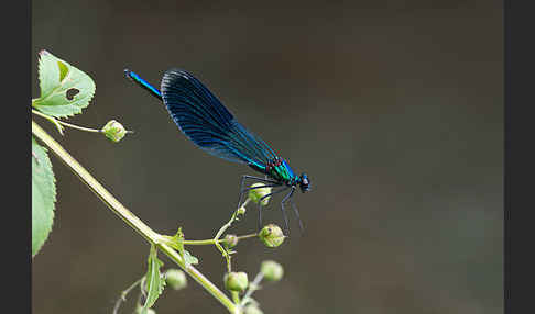 Gebänderte Prachtlibelle (Calopteryx splendens)