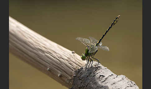 Grüne Keiljungfer (Ophiogomphus cecilia)