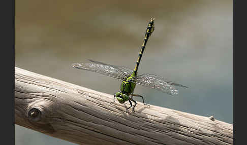 Grüne Keiljungfer (Ophiogomphus cecilia)