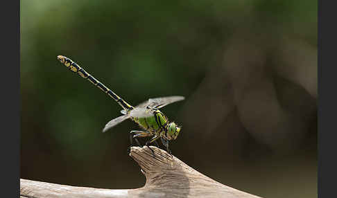 Grüne Keiljungfer (Ophiogomphus cecilia)