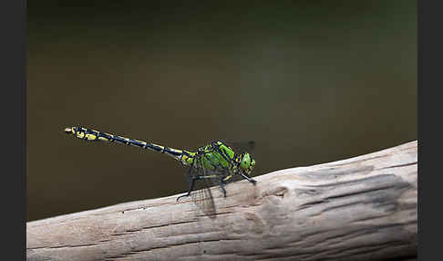 Grüne Keiljungfer (Ophiogomphus cecilia)