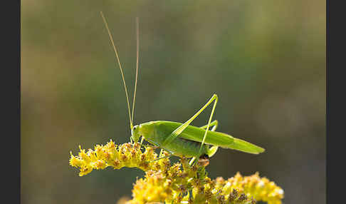 Gemeine Sichelschrecke (Phaneroptera falcata)