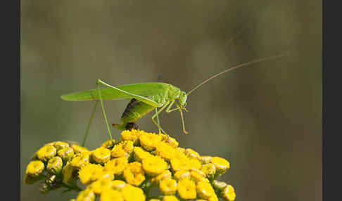 Gemeine Sichelschrecke (Phaneroptera falcata)