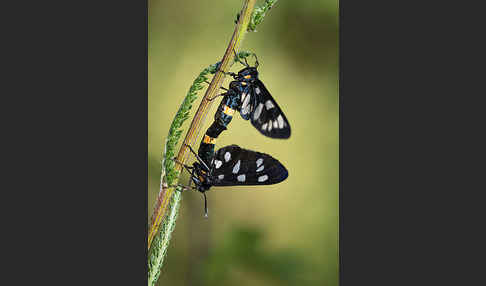 Weißfleckwidderchen (Syntomis phegea)