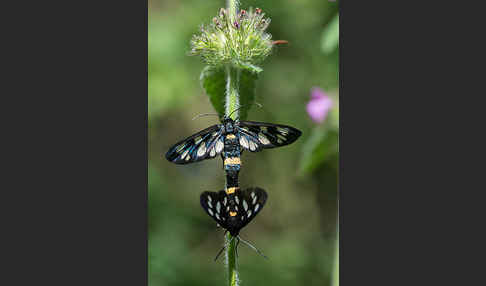 Weißfleckwidderchen (Syntomis phegea)