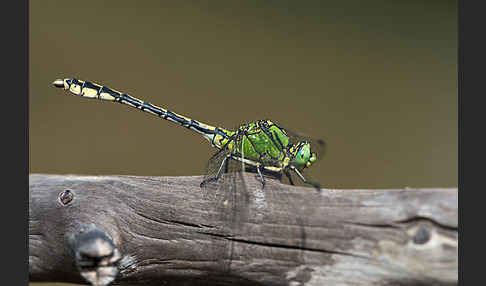 Grüne Keiljungfer (Ophiogomphus cecilia)