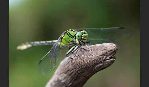 Grüne Keiljungfer (Ophiogomphus cecilia)