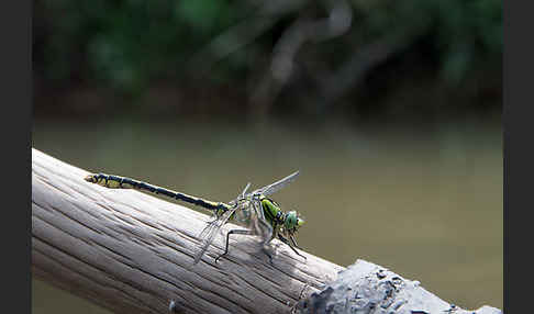 Grüne Keiljungfer (Ophiogomphus cecilia)