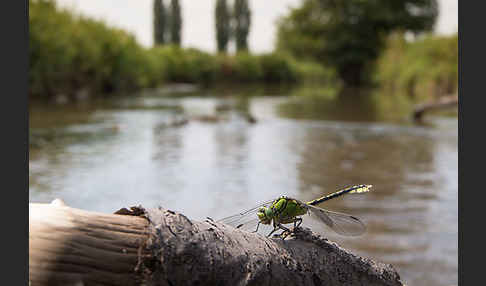 Grüne Keiljungfer (Ophiogomphus cecilia)