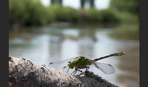 Grüne Keiljungfer (Ophiogomphus cecilia)