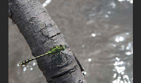 Grüne Keiljungfer (Ophiogomphus cecilia)