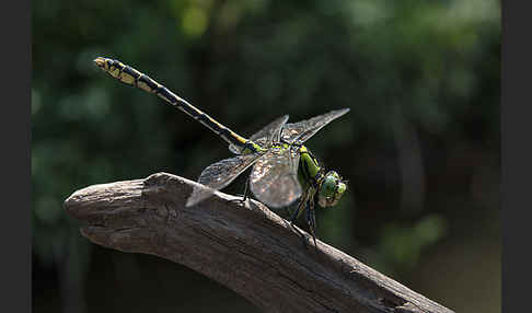 Grüne Keiljungfer (Ophiogomphus cecilia)