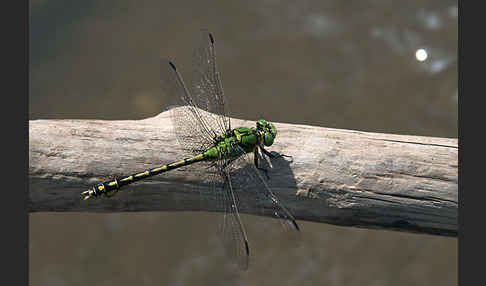 Grüne Keiljungfer (Ophiogomphus cecilia)