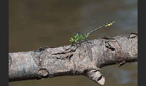 Grüne Keiljungfer (Ophiogomphus cecilia)