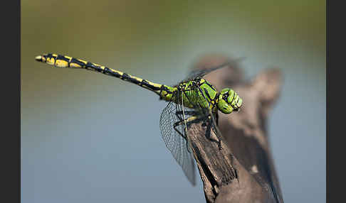 Grüne Keiljungfer (Ophiogomphus cecilia)