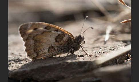 Berghexe (Chazara briseis)