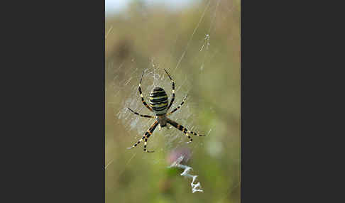 Wespenspinne (Argiope bruennichi)