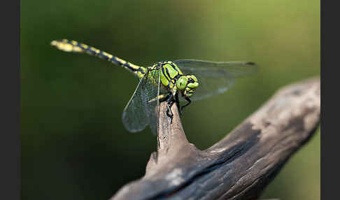 Grüne Keiljungfer (Ophiogomphus cecilia)