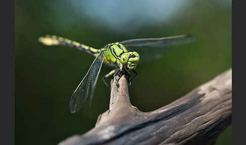 Grüne Keiljungfer (Ophiogomphus cecilia)