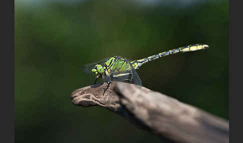 Grüne Keiljungfer (Ophiogomphus cecilia)