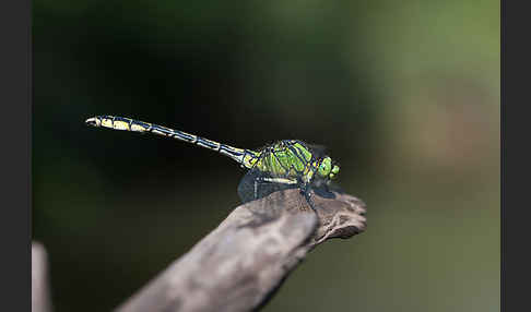 Grüne Keiljungfer (Ophiogomphus cecilia)