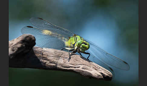 Grüne Keiljungfer (Ophiogomphus cecilia)