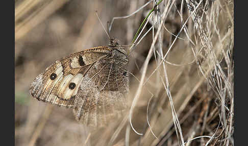 Berghexe (Chazara briseis)