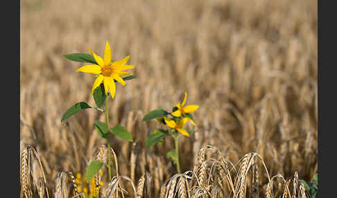 Gewöhnliche Sonnenblume (Helianthus annuus)