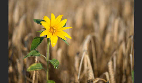 Gewöhnliche Sonnenblume (Helianthus annuus)