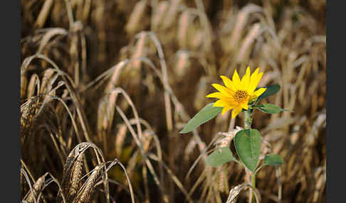 Gewöhnliche Sonnenblume (Helianthus annuus)