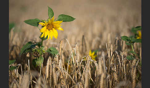 Gewöhnliche Sonnenblume (Helianthus annuus)