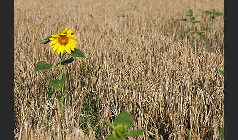 Gewöhnliche Sonnenblume (Helianthus annuus)