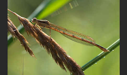 Gemeine Winterlibelle (Sympecma fusca)