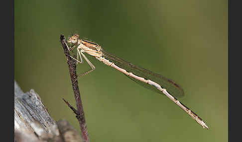 Gemeine Winterlibelle (Sympecma fusca)