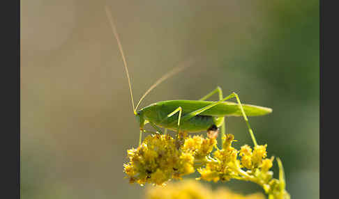 Gemeine Sichelschrecke (Phaneroptera falcata)