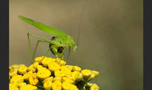 Gemeine Sichelschrecke (Phaneroptera falcata)