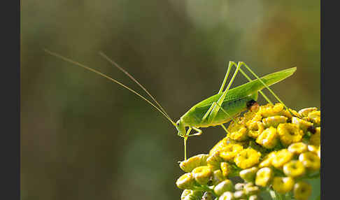 Gemeine Sichelschrecke (Phaneroptera falcata)