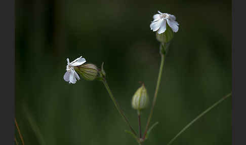 Weiße Lichtnelke (Silene latifolia)