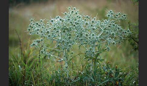 Feld-Mannstreu (Eryngium campestre)