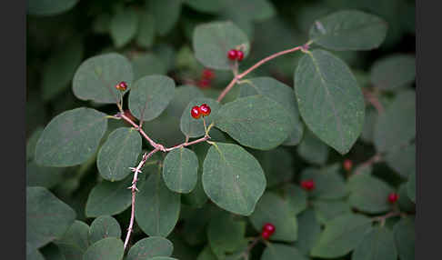 Rote Heckenkirsche (Lonicera xylosteum)