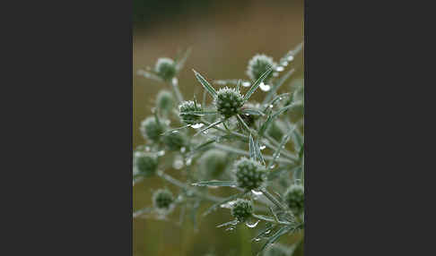 Feld-Mannstreu (Eryngium campestre)