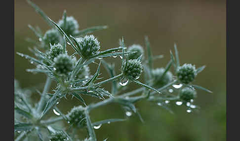 Feld-Mannstreu (Eryngium campestre)