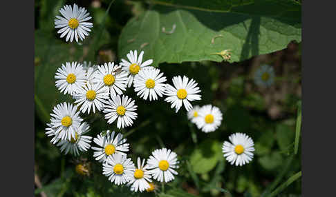 Gänseblümchen (Bellis perennis)