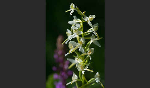 Berg-Waldhyazinthe (Platanthera chlorantha)