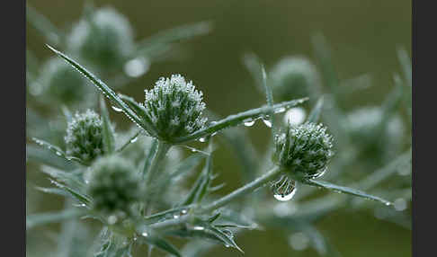 Feld-Mannstreu (Eryngium campestre)