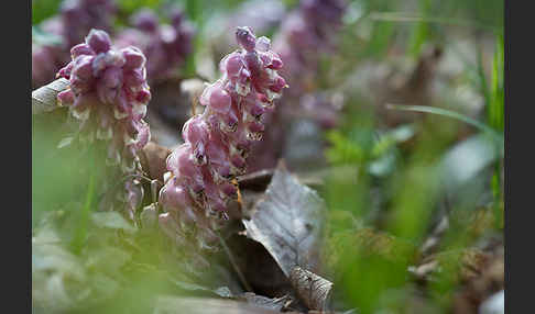 Gewöhnliche Schuppenwurz (Lathraea squamaria)