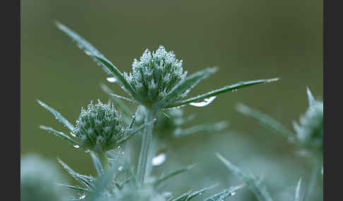 Feld-Mannstreu (Eryngium campestre)