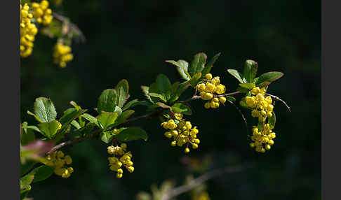 Gemeine Berberitze (Berberis vulgaris)