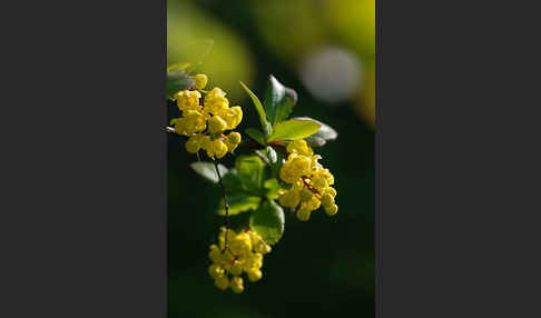 Gemeine Berberitze (Berberis vulgaris)